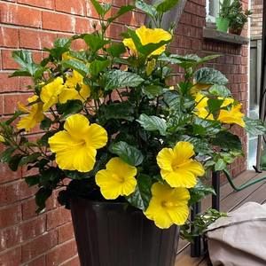 Meet your Posher, Dee